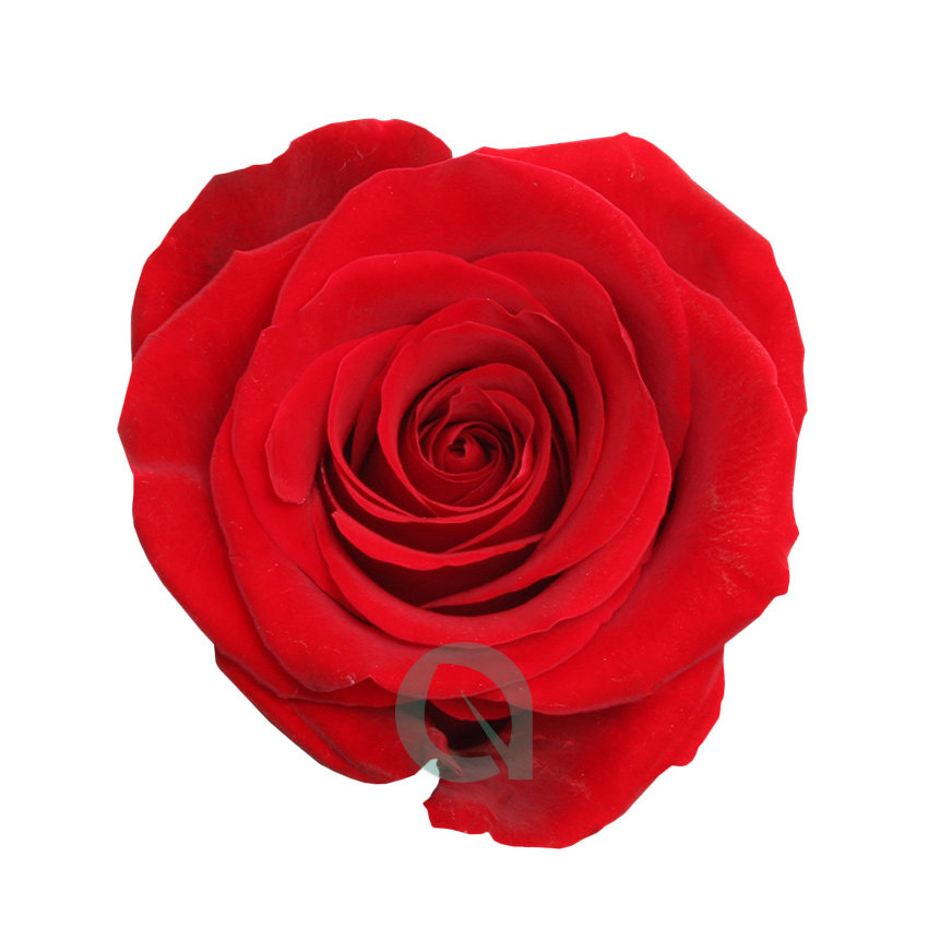 Rosen Fortune Blumenbörse Online